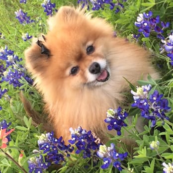 JK Grooming - #before - Pet Groomers Near Me - Denver, Colorado JK Grooming - #before - Pet Groomers Near Me - Denver, Colorado