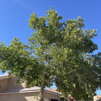 Monkey's Tree Services - Tree Services Near Me - Albuquerque, New Mexico