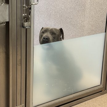 East Bay SPCA - Oakland - Animal Shelters Near Me - Oakland, California