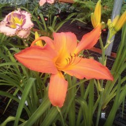 Bogle’s Garden City
