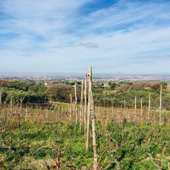 Minardi Winery Tours - View towards Rome from grape vines - Food Tours Near Me - Frascati, RM