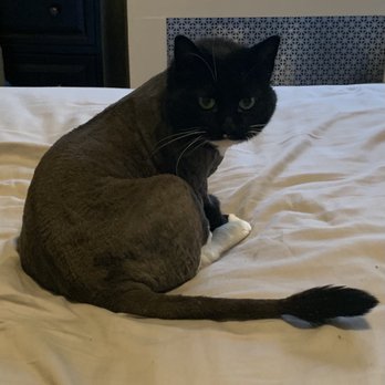 Skillman Pets - Bristol is so happy with her new cut. - Pet Stores Near Me - Woodside, New York Skillman Pets - Bristol is so happy with her new cut. - Pet Stores Near Me - Woodside, New York