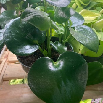 The Plant Sitter - Heart shaped! So cute! - Nurseries & Gardening Near Me - San Jose, California The Plant Sitter - Heart shaped! So cute! - Nurseries & Gardening Near Me - San Jose, California