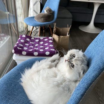 Petco - Cute kitties not for sale.... - Pet Stores Near Me - Irvine, California Petco - Cute kitties not for sale.... - Pet Stores Near Me - Irvine, California