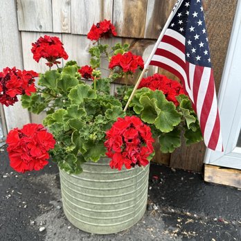 Taste Coffee - a potted plant with red geranias and an american flag - Coffee & Tea Near Me - Mason, Michigan