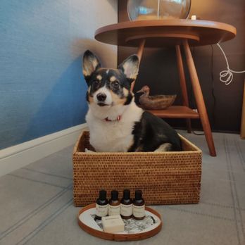 Park Hyatt Washington - Make shift bed.  At least there are le labo for the human. - Hotels Near Me - Washington, DC, District of Columbia