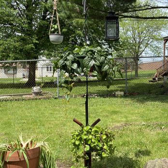 Platt Hill Nursery - Two hanging vines. nong noch vine on top had beautiful yellow flowers that continue to bloom. Very full, healthy hearty plants! - Nurseries & Gardening Near Me - Bloomingdale, Illinois