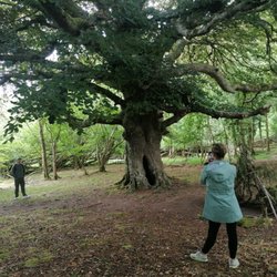 Killarney Guided Walks - An old beech tree in Killarney National Park.