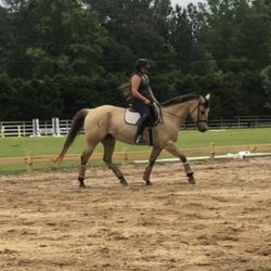 Sawyer Equestrian