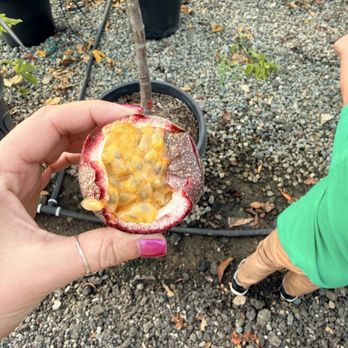 Moon Valley Nurseries - Passion fruit - Tree Services Near Me - Irvine, California
