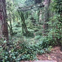 Toledo Red Dog Disc Golf Course - Hole 6