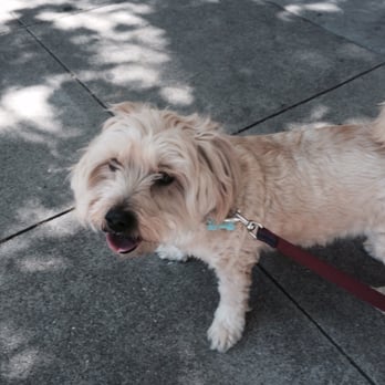 Snoop In A Loop - Taz on a walk! He's smiling. - Dog Walkers Near Me - San Francisco, California Snoop In A Loop - Taz on a walk! He's smiling. - Dog Walkers Near Me - San Francisco, California
