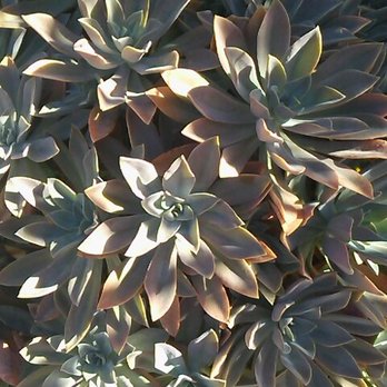 Ramos Nursery - Nurseries & Gardening Near Me - Pico Rivera, California Ramos Nursery - Nurseries & Gardening Near Me - Pico Rivera, California