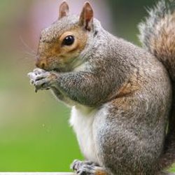 Little Critters & Industrial Services - Little's Critter & Industrial Services