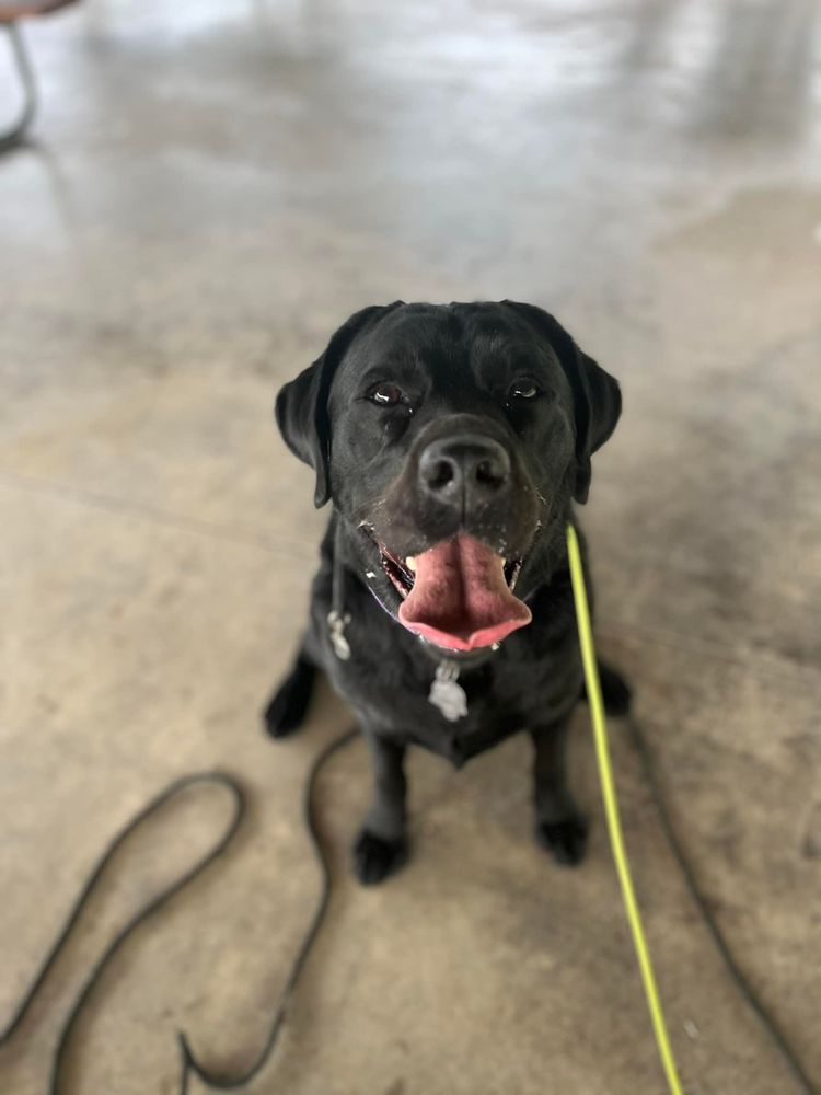 Dog Trainer Paige - pet boarding facility in Conesus, NY
