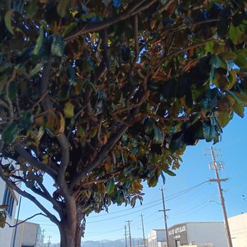Bloom Tree Trimming Service - Sick Tree - Tree Services Near Me - Stockton, California Bloom Tree Trimming Service - Sick Tree - Tree Services Near Me - Stockton, California