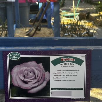 Berridge Nurseries - Hybrid tea rose "Neptune" - Nurseries & Gardening Near Me - Phoenix, Arizona