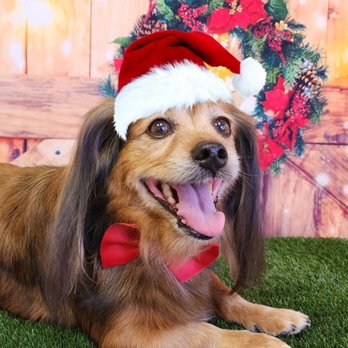The Groomery - Pet Groomers Near Me - Temecula, California