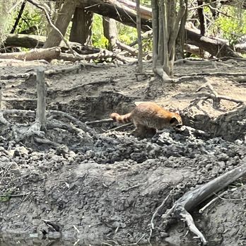Cajun Pride Swamp Tours - Raccoon - Tours Near Me - La Place, Louisiana
