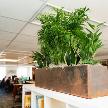 Kelly Green - Corten planter with tropical foliage arrangement. - Indoor Landscaping Near Me - Seattle, Washington Kelly Green - Corten planter with tropical foliage arrangement. - Indoor Landscaping Near Me - Seattle, Washington