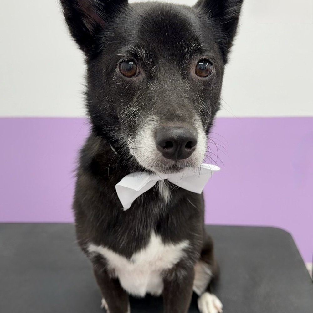 Pawssentials - Pet Groomers Near Me - Milpitas, California