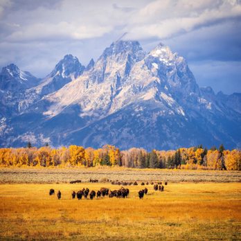 Yellowstone Day Tours - Tours Near Me