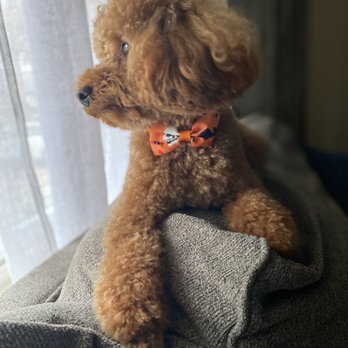 GROOM! Salon - Notice the "clean" feet?  So handsome and fresh! - Pet Groomers Near Me - Silver Spring, Maryland