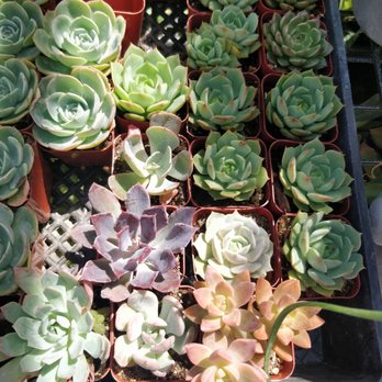 Plant Safari - Nurseries & Gardening Near Me - Upland, California Plant Safari - Nurseries & Gardening Near Me - Upland, California