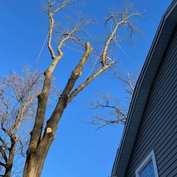Taperia Tree Service