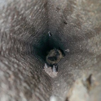Pacific Coast Animal Control - Bats can get into very tiny places - Wildlife Control Near Me - Carlsbad, California Pacific Coast Animal Control - Bats can get into very tiny places - Wildlife Control Near Me - Carlsbad, California
