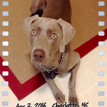 PetSmart - "The King" - Pet Stores Near Me - Charlotte, North Carolina