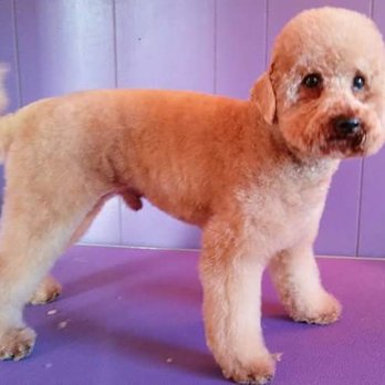 Canines & Felines - Pet Groomers Near Me Canines & Felines - Pet Groomers Near Me