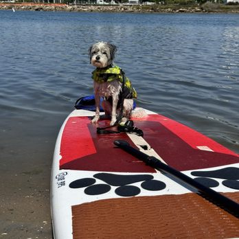 SUP Pups - Paddleboarding Near Me - San Diego, California SUP Pups - Paddleboarding Near Me - San Diego, California