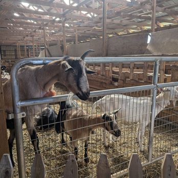 Lively Run Dairy - Healthy goats - Cheese Shops Near Me - Interlaken, New York