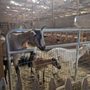 Photo of Lively Run Dairy