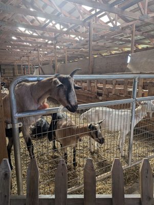 Lively Run Goat Dairy by null