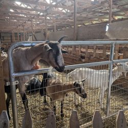 Lively Run Dairy - Healthy goats