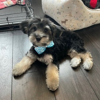 Spoiled Pup - When he got home - Pet Groomers Near Me - Las Vegas, Nevada Spoiled Pup - When he got home - Pet Groomers Near Me - Las Vegas, Nevada