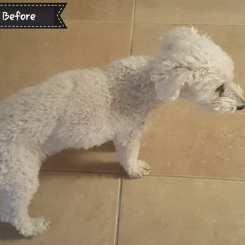 Dee-O-Gee's Mobile Grooming - Pet Groomers Near Me
