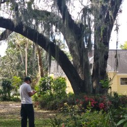 Andrews Tree Service - ISA Board Certified Master Arborist Chris Andrews #FL-9222B inspecting an Oak tree for a Tree Risk Assessment, due to recent failure