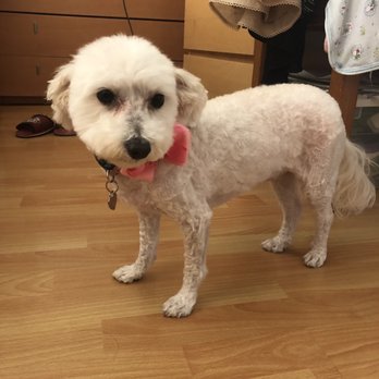 Austin Dog Grooming - Pet Groomers Near Me - Coquitlam, British Columbia Austin Dog Grooming - Pet Groomers Near Me - Coquitlam, British Columbia