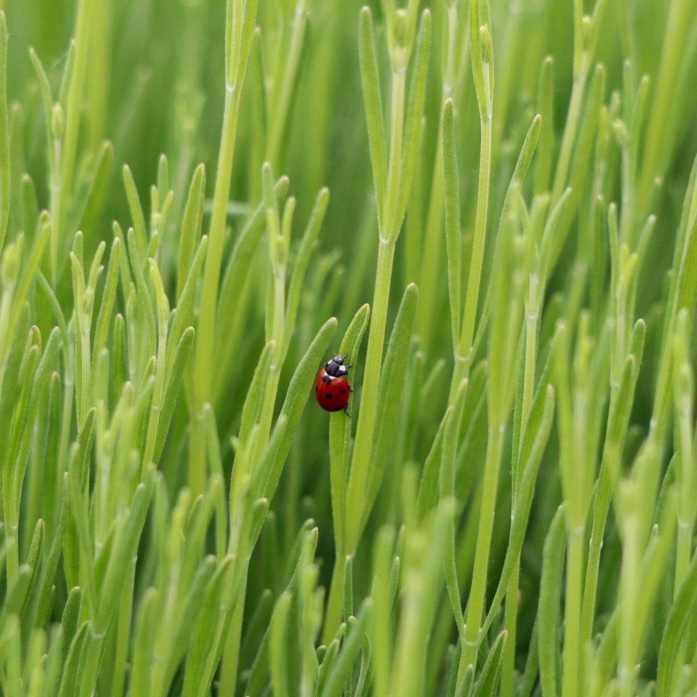 B & B Family Farm - Walking Tours Near Me - Sequim, Washington B & B Family Farm - Walking Tours Near Me - Sequim, Washington