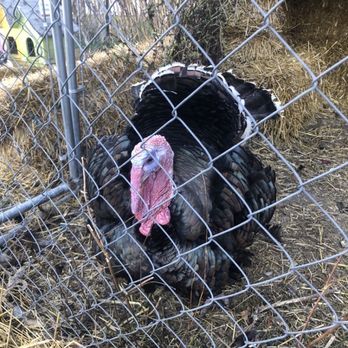 Millers Orchards - a turkey in a cage - Fruits & Veggies Near Me - Amherst, Ohio