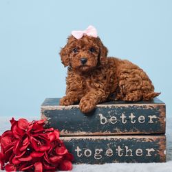 SkylinePuppies - Melt my heart cuteness