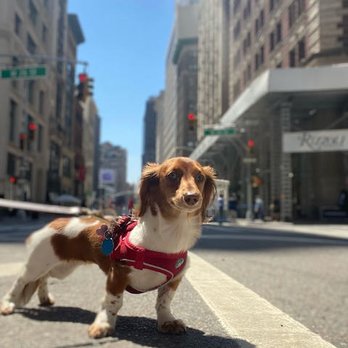Play Pals - Gretchen on her walk with Play Pals NYC! - Dog Walkers Near Me Play Pals - Gretchen on her walk with Play Pals NYC! - Dog Walkers Near Me