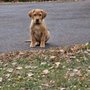 Photo of Quick Trigger Kennels