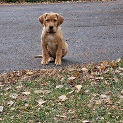 Quick Trigger Kennels - Quick Trigger Kennels female pup 10 weeks