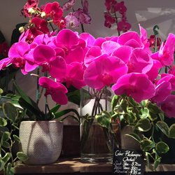 Poho - Orchids