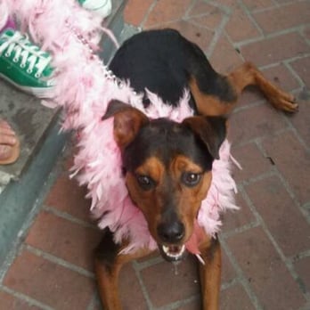 Barkus Parade - Local Flavor Near Me