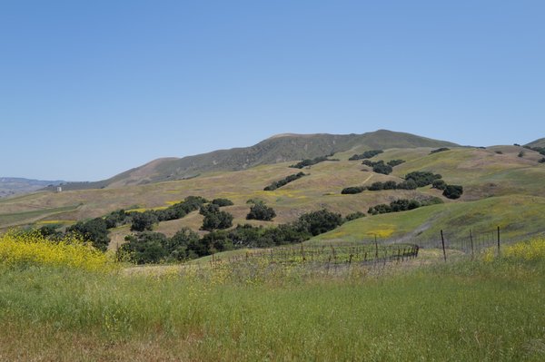 Alma Rosa Winery & Vineyards Tasting Room by null